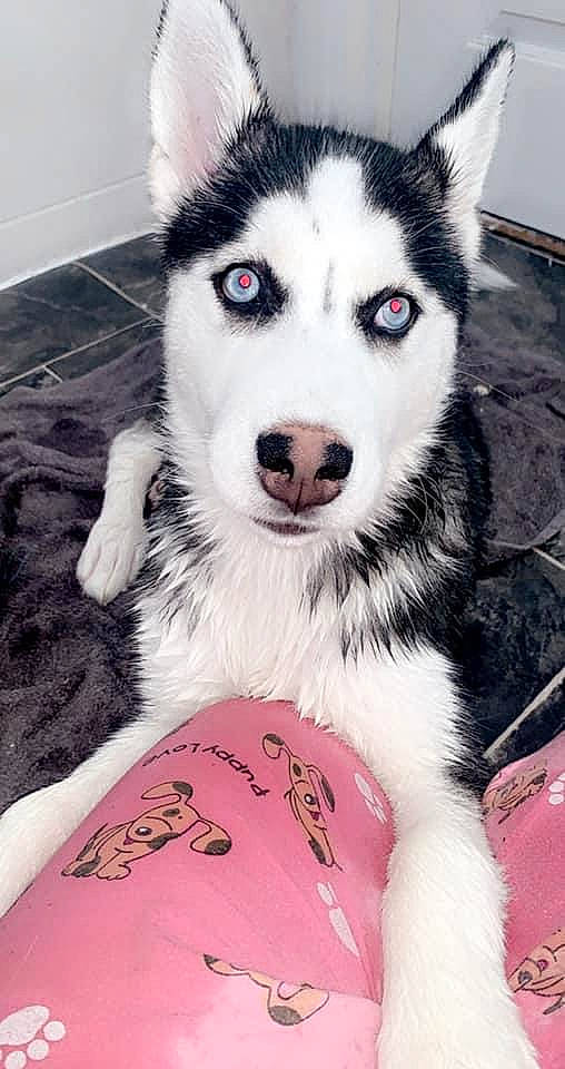 Sapphire joined the competition — help win amazing prizes! canidae, canis, carnivore, dog, dog_breed, fur, iris, jaw, northern_inuit_dog, pink, sled_dog, snout, terrestrial_animal, tile, vertebrate, whiskers, wolf, wolfdog, working_animal, working_dog