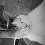 cat, sleeping, close_up, indoor, monochrome, soft_texture, feline, resting, keyboard, technology, cozy, pet, animal, quiet, calm, fur, whiskers, ear, home, relaxation