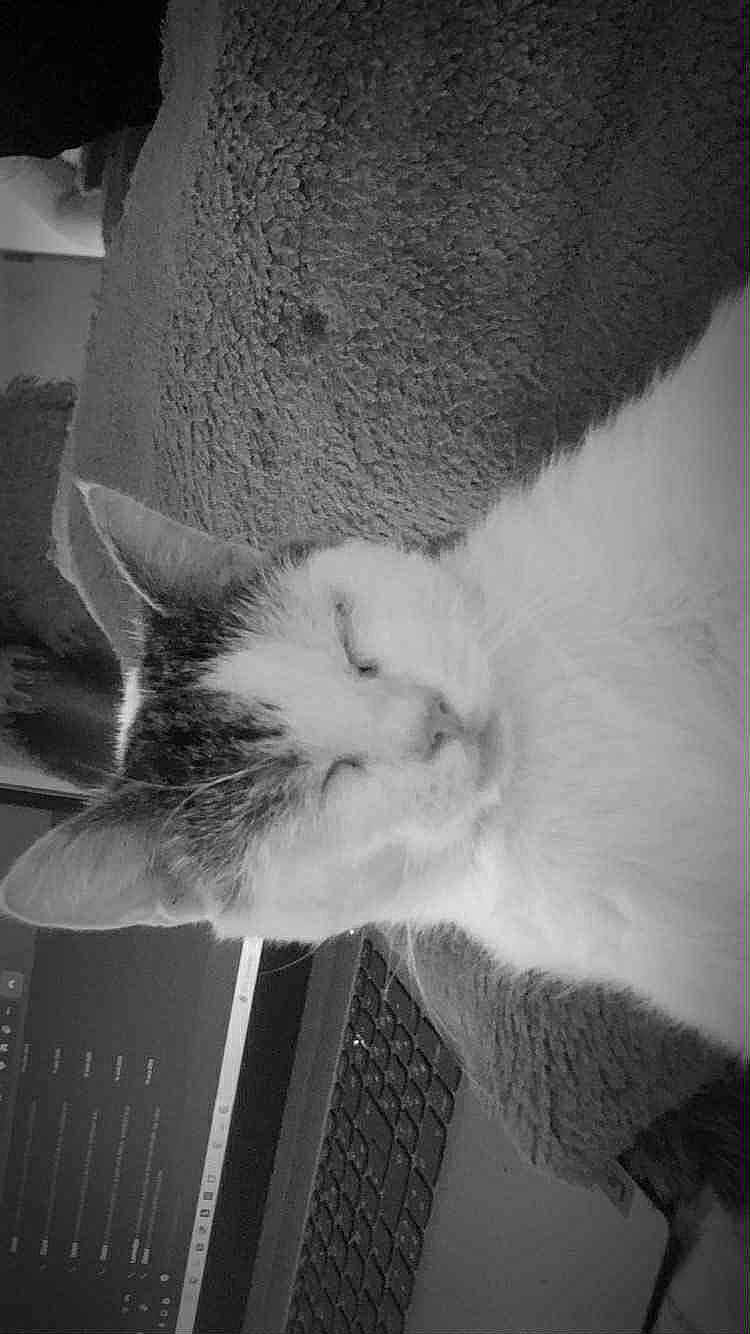 Diablo participe au concours pour gagner de l'argent avec cette photo : cat, sleeping, close_up, indoor, monochrome, soft_texture, feline, resting, keyboard, technology, cozy, pet, animal, quiet, calm, fur, whiskers, ear, home, relaxation