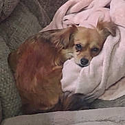 Lulu is registered to the contest to win money with this photo: dog, brown_dog, small_dog, couch, blanket, resting, cozy, indoor, fur, pet, sleepy, ears, snout, tail, companion, animal, home, relaxing, soft, comfort