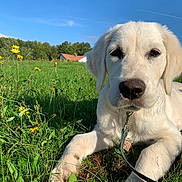 Taiga a rejoint le concours — aidez-le/la à gagner de superbes lots ! animal, blue_sky, canine, closeup, collar, cute, dog, field, golden_retriever, grass, leash, meadow, nature, outdoor, pet, puppy, summer, sunlight, yellow_flowers, young_dog