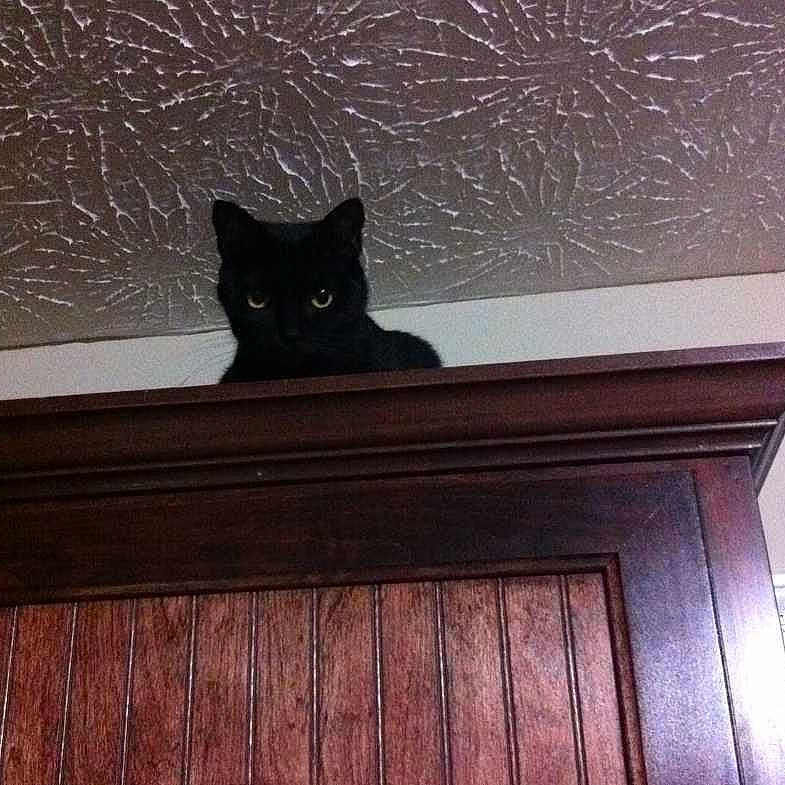 Ebony joined the competition — help win amazing prizes!