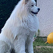 Raïko participe au concours pour gagner de l'argent avec cette photo : dog, white_dog, fluffy, grass, outdoor, pet, animal, sitting, garden, shrubbery, ball, fur, canine, side_view, nature, yard, quiet, alert, daytime, wall