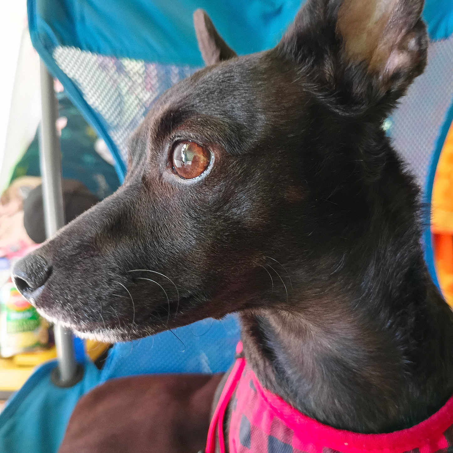 Lily-Nani is registered to the contest to win money with this photo: alert, animal, black_dog, blue_chair, brown_eye, canine, chair, checkered, close_up, dog, domestic_animal, fur, harness, indoor, looking_away, pet, red_harness, side_profile, sitting, whiskers