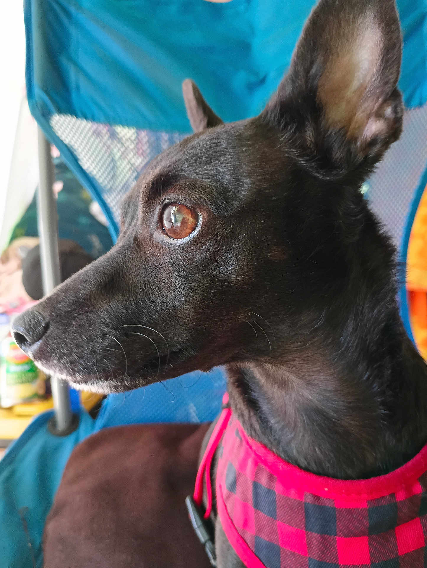 Lily-Nani is registered to the contest to win money with this photo: alert, animal, black_dog, blue_chair, brown_eye, canine, chair, checkered, close_up, dog, domestic_animal, fur, harness, indoor, looking_away, pet, red_harness, side_profile, sitting, whiskers