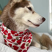 Kira joined the competition — help win amazing prizes! dog, husky, bandana, heart_pattern, pet, canine, fur, white_quilt, indoor, closeup, side_profile, ears, snout, brown_and_white, bed, resting, animal, domestic_animal, portrait, cute