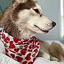 dog, husky, bandana, heart_pattern, pet, canine, fur, white_quilt, indoor, closeup, side_profile, ears, snout, brown_and_white, bed, resting, animal, domestic_animal, portrait, cute