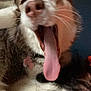 Kira joined the competition — help win amazing prizes! dog, yawning, tongue, close_up, pet, animal, fur, collar, indoor, sleepy, cute, canine, muzzle, whiskers, nose, relaxed, mouth_open, blurry, portrait, domestic_animal