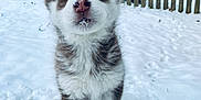 Kira joined the competition — help win amazing prizes! puppy, husky, dog, snow, winter, outdoor, cute, animal, pet, fur, young, playful, nose, ears, fence, trees, cold, nature, daylight, curious