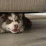Kira is registered to the contest to win money with this photo: puppy, dog, pet, floor, couch, indoor, cute, face, fur, animal, playful, brown, white, nose, ears, wood_floor, hiding, young, small, curious