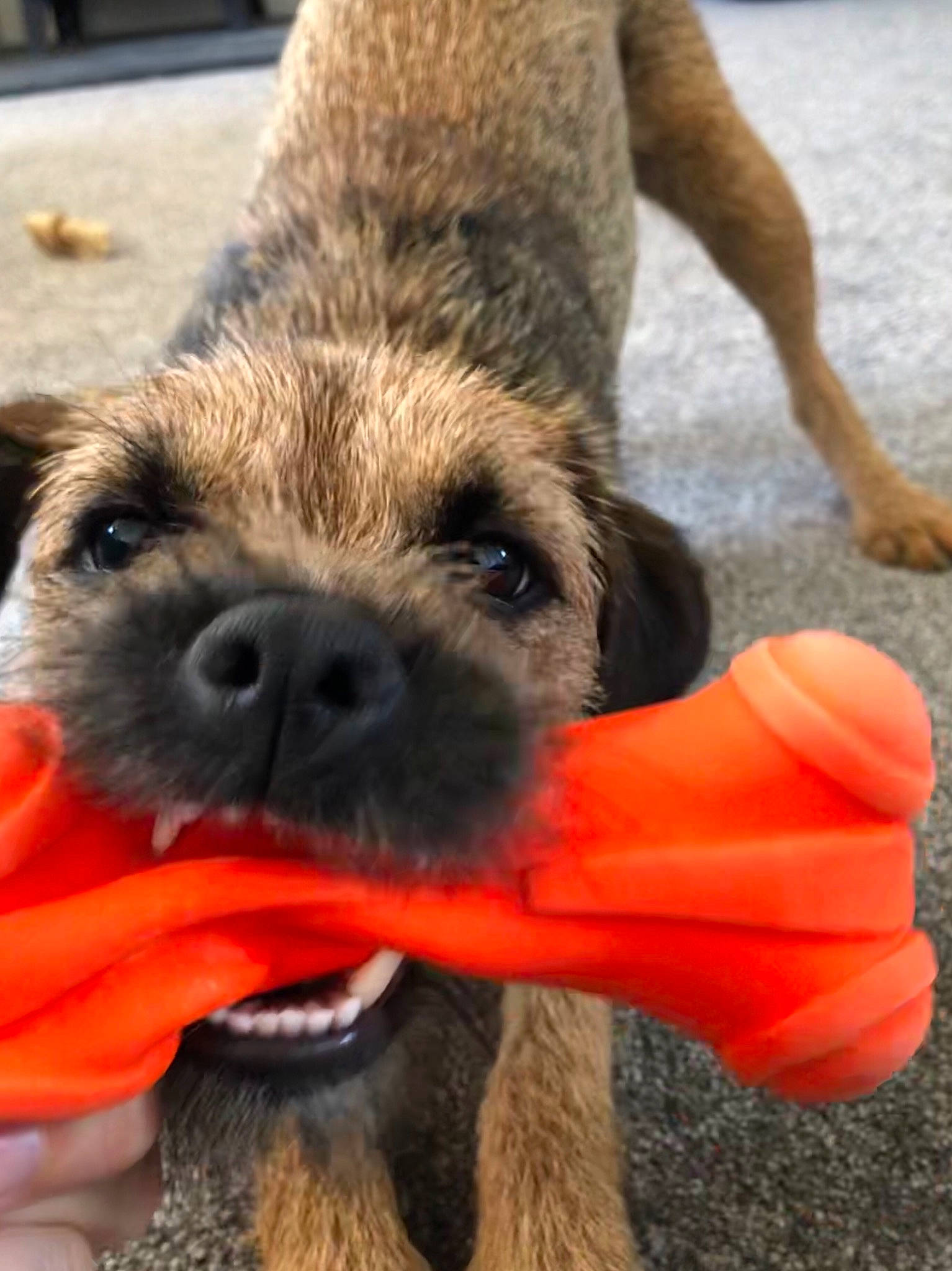 Calla joined the competition — help win amazing prizes! border_terrier, cairn_terrier, canidae, carnivore, companion_dog, dog, dog_breed, mammal, puppy, small_terrier, snout, terrier, vertebrate