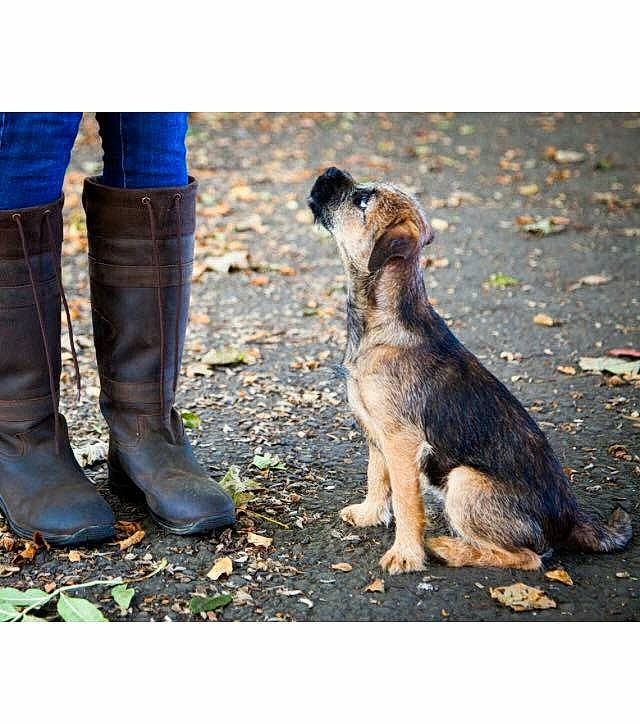 Calla is registered to the contest to win money with this photo: boot, border_terrier, canidae, carnivore, companion_dog, dog, dog_breed, dog_walking, footwear, fur, german_shepherd_dog, jeans, leg, shoe, snout, tail, walking