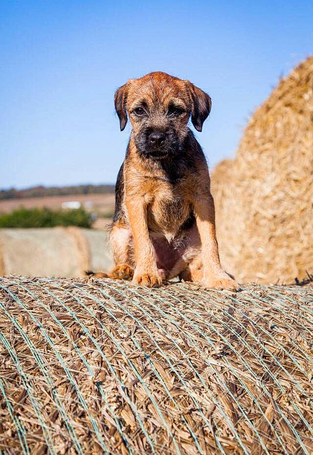 Calla joined the competition — help win amazing prizes! border_terrier, canidae, carnivore, companion_dog, dog, dog_breed, fawn, mammal, puppy, rare_breed_dog, sporting_group, vertebrate, wildlife