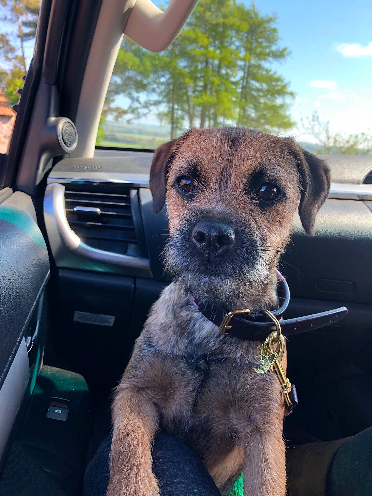 Calla is registered to the contest to win money with this photo: border_terrier, canidae, car, carnivore, companion_dog, dog, dog_breed, fawn, mammal, photography, puppy, small_terrier, snout, terrier, vehicle