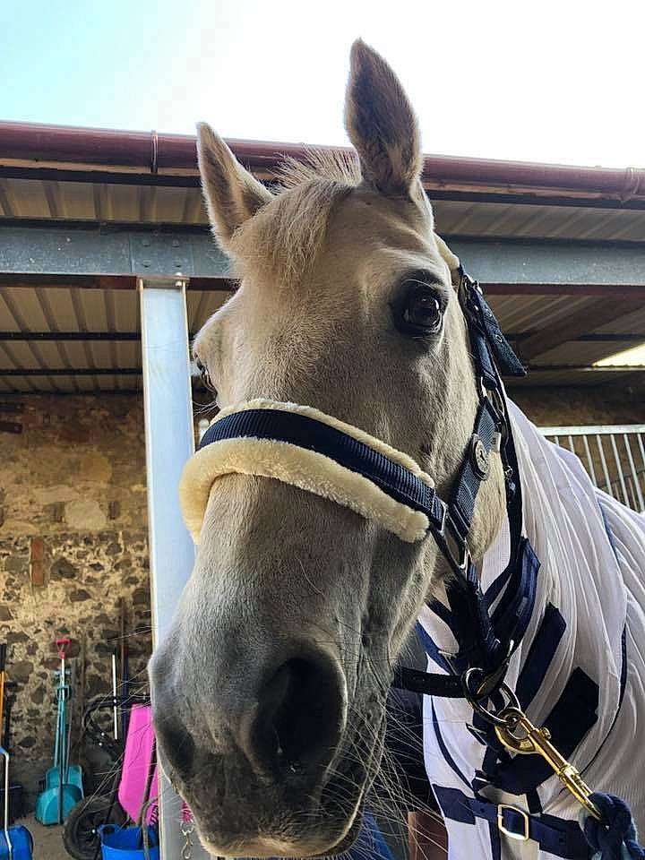 Freddie is registered to the contest to win money with this photo: bit, bridle, ear, halter, horse, horse_harness, horse_supplies, horse_tack, mammal, mane, mare, mustang_horse, nose, pack_animal, photography, rein, sky, snout, stallion, vertebrate