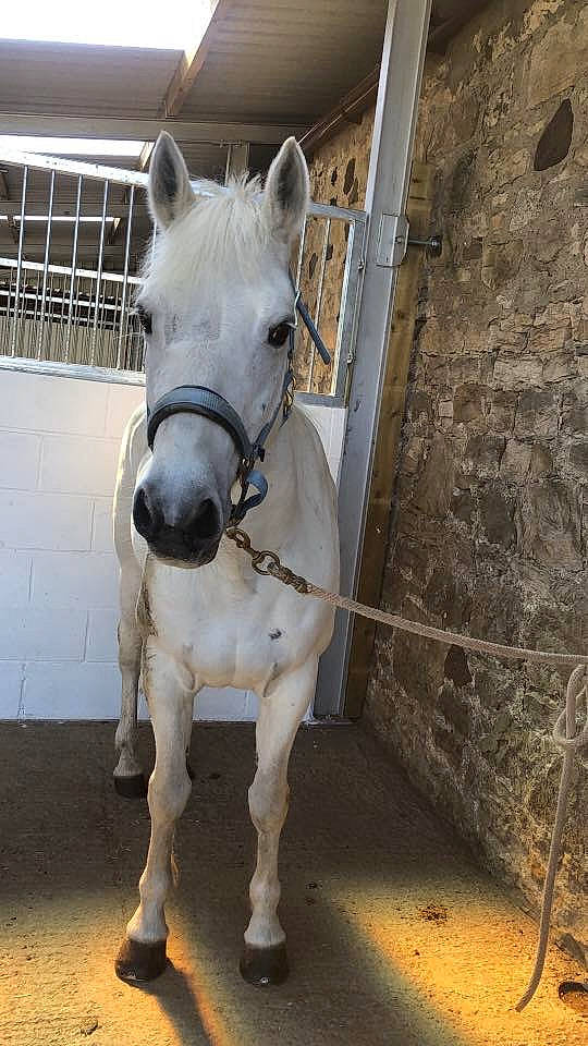 Freddie is registered to the contest to win money with this photo: bridle, horse, horse_tack, mammal, mane, mare, pack_animal, snout, stable, stallion