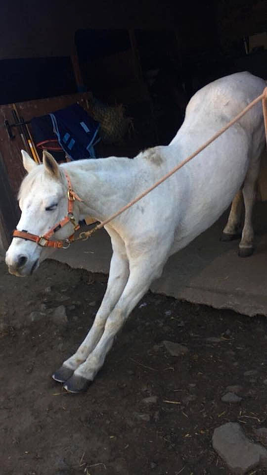 Freddie joined the competition — help win amazing prizes! horse, livestock, mammal, mane, mare, pack_animal, snout, stallion, tail, vertebrate