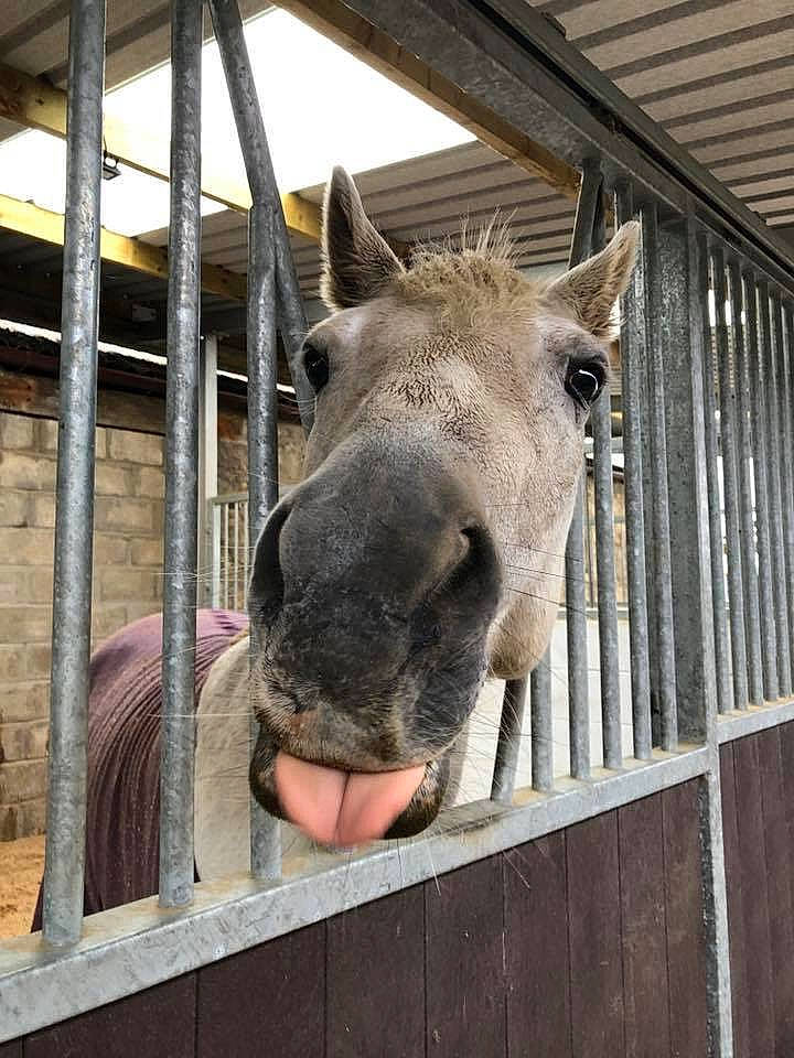 Freddie joined the competition — help win amazing prizes! fawn, horse, mammal, snout, stable, stall, vertebrate, zoo