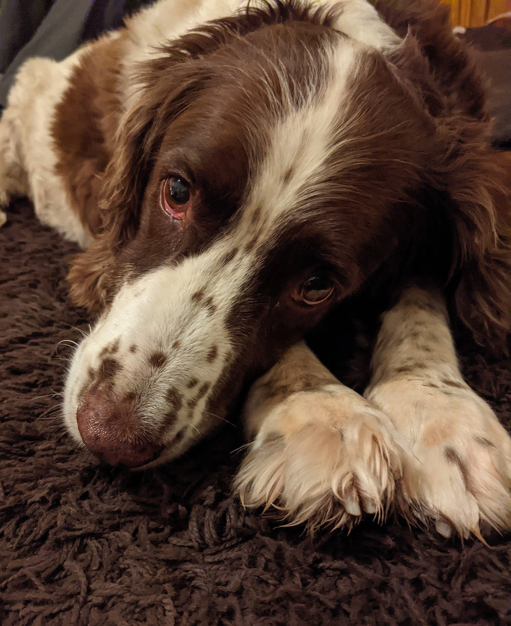 Alfie is registered to the contest to win money with this photo: brown, canidae, carnivore, companion_dog, dog, dog_breed, fur, liver, natural_material, organ, snout, sporting_group, terrestrial_animal, vertebrate, whiskers, working_animal, working_dog