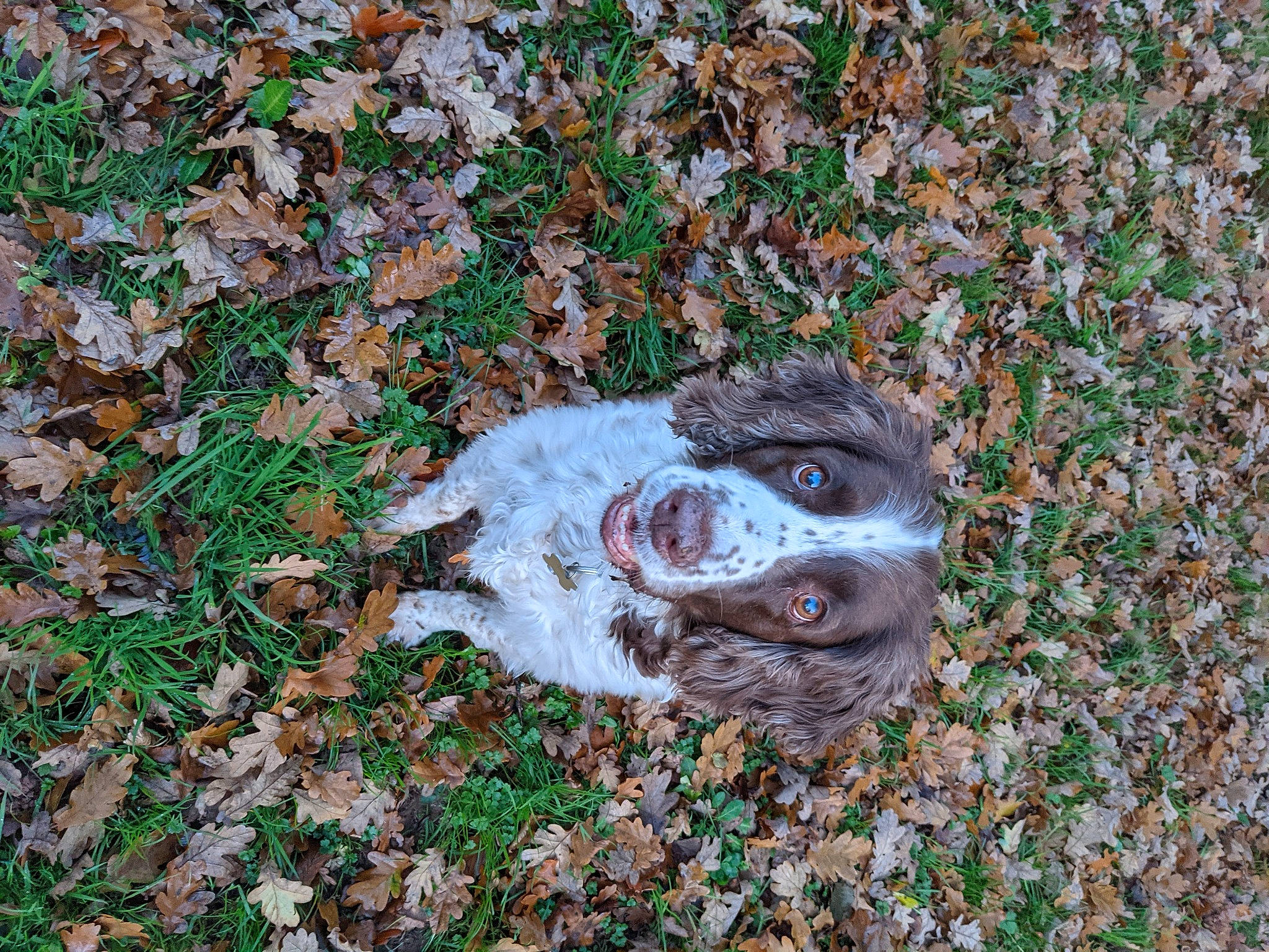 Alfie is registered to the contest to win money with this photo: autumn, braque_du_bourbonnais, canidae, carnivore, companion_dog, dog, dog_breed, groundcover, hunting_dog, liver, pointing_breed, puppy, snout, sporting_group, street_dog, working_animal, working_dog