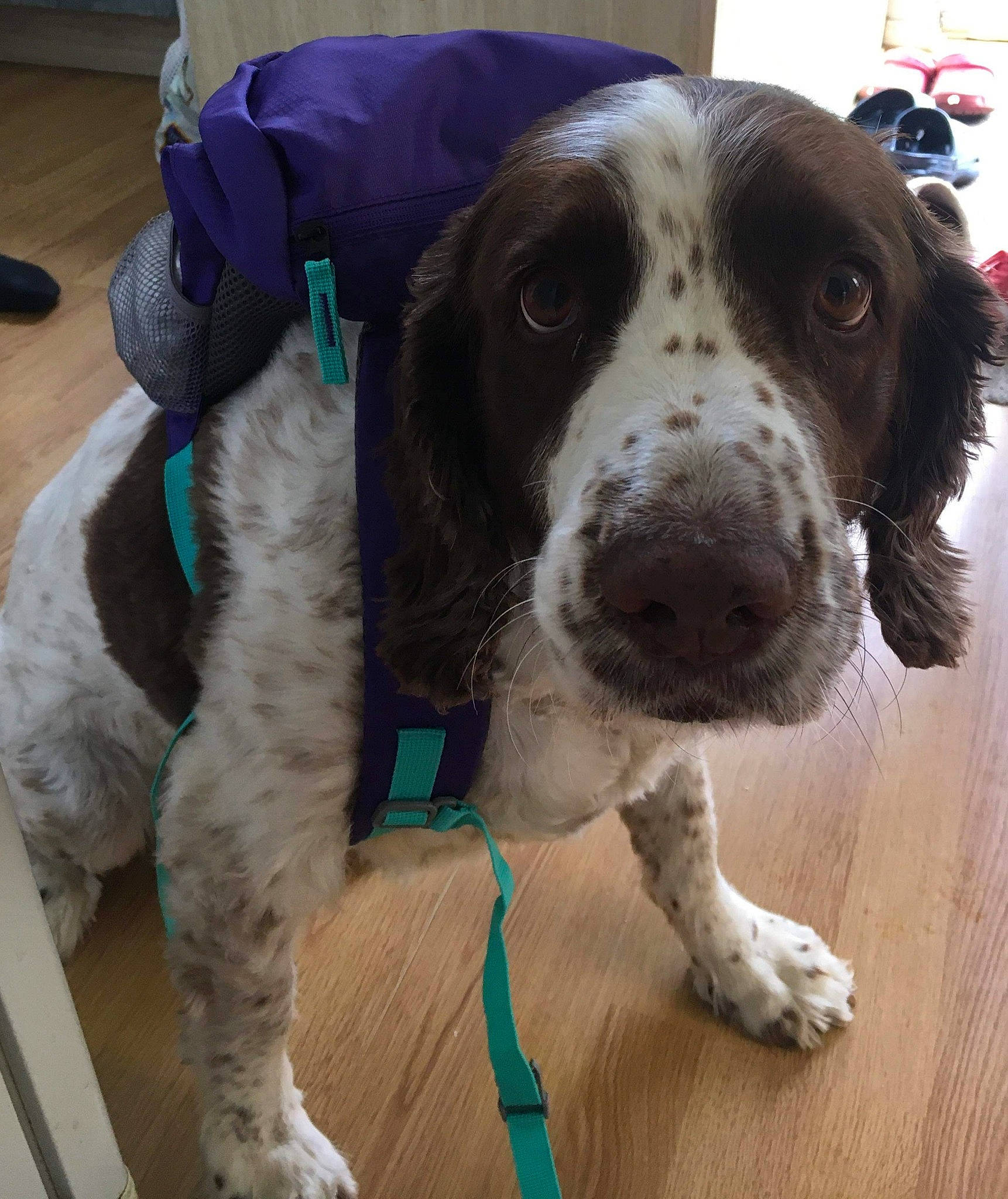 Alfie joined the competition — help win amazing prizes! canidae, carnivore, companion_dog, dog, dog_breed, english_springer_spaniel, floor, foot, french_spaniel, fur, gun_dog, laminate_flooring, liver, paw, pointing_breed, russian_spaniel, snout, spaniel, sporting_group, wood_flooring