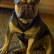 Mylo joined the competition — help win amazing prizes! dog, french_bulldog, pet, indoor, carpet, brown, black, short_hair, ears, sitting, animal, canine, portrait, looking_at_camera, close_up, warm_light, domestic, cute, companion, furry
