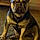 Mylo