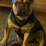 dog, french_bulldog, pet, indoor, carpet, brown, black, short_hair, ears, sitting, animal, canine, portrait, looking_at_camera, close_up, warm_light, domestic, cute, companion, furry