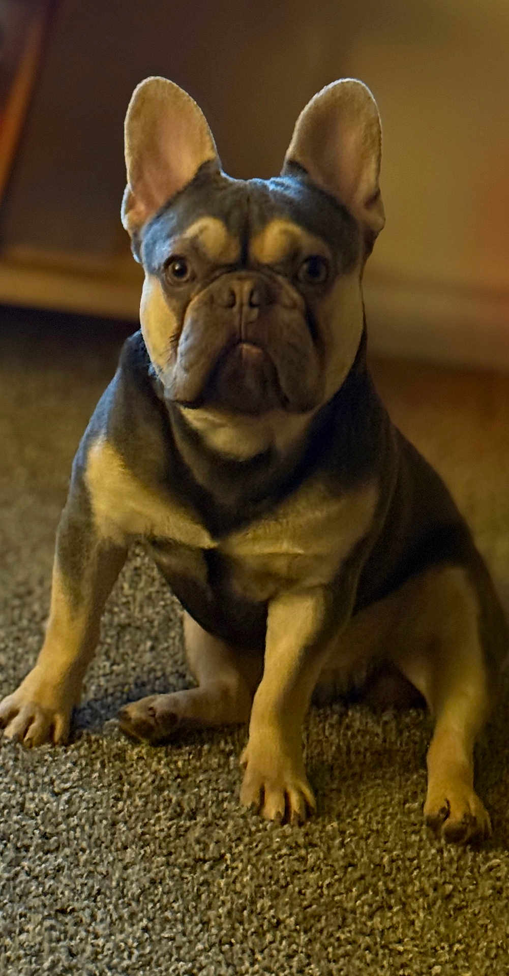 Mylo joined the competition — help win amazing prizes! dog, french_bulldog, pet, indoor, carpet, brown, black, short_hair, ears, sitting, animal, canine, portrait, looking_at_camera, close_up, warm_light, domestic, cute, companion, furry