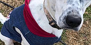 Leo joined the competition — help win amazing prizes! dog, white_dog, blue_eyes, spotted, hoodie, clothing, pet, outdoor, grass, sitting, collar, animal, cute, alert, canine, paw, nature, fur, closeup, spot