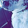 Leo is registered to the contest to win money with this photo: dog, white_dog, black_spots, blue_eyes, collar, car_interior, car_seat, leopard_print, pet, animal, close_up, sitting, window, seatbelt, fur, portrait, looking_away, domestic_animal, vehicle, daylight