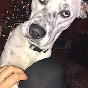 Leo is registered to the contest to win money with this photo: dog, white_dog, black_spots, heterochromia, blue_eye, brown_eye, close_up, hand, human_hand, collar, indoor, christmas_tree, lights, festive, curious, pet, animal, cozy, floor, carpet