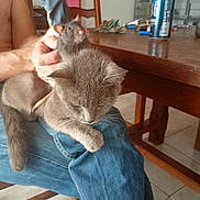 Mistigri a rejoint le concours — aidez-le/la à gagner de superbes lots ! animal, calm, can, cat, curious, domestic, feline, floor, hand, holding, indoor, jeans, lap, person, pet, rat, resting, rodent, table, wooden_furniture