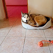 Volta a rejoint le concours — aidez-le/la à gagner de superbes lots ! animal, blue_eyes, canine, companion, dog, dog_toy, domestic, doorway, floor, fur, home_interior, husky, indoor, looking_at_camera, pet_bed, relaxed, resting, rope_toy, tile_floor, wall