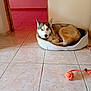 animal, blue_eyes, canine, companion, dog, dog_toy, domestic, doorway, floor, fur, home_interior, husky, indoor, looking_at_camera, pet_bed, relaxed, resting, rope_toy, tile_floor, wall