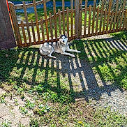 Volta a rejoint le concours — aidez-le/la à gagner de superbes lots ! animal, canine, daylight, dog, fence, gate, grass, ground, husky, nature, outdoor, peaceful, pet, relaxed, resting, shadow, summer, sunlight, wooden_fence, yard