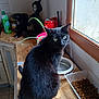 animal, black_cat, cat, countertop, curious, domestic_animal, feline, food_bowl, green_eyes, household, indoor, kitchen, looking_back, natural_light, pet, plant, still_life, water_bowl, window, wooden_surface