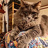 Toki joined the competition — help win amazing prizes! cat, gray_cat, fluffy, longhaired, whiskers, green_eyes, ears, paws, feline, pet, animal, close_up, portrait, indoor, cozy, quilt, colorful_blanket, furniture, shelves, home_decor