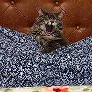 Toki is registered to the contest to win money with this photo: cat, kitten, fluffy, gray_fur, yawning, open_mouth, sleepy, bed, blanket, patterned_fabric, bedroom, headboard, brown, blue, floral_pattern, cozy, indoor, pet, cute, portrait