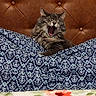 cat, kitten, fluffy, gray_fur, yawning, open_mouth, sleepy, bed, blanket, patterned_fabric, bedroom, headboard, brown, blue, floral_pattern, cozy, indoor, pet, cute, portrait
