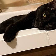 Sharpie is registered to the contest to win money with this photo: animal, bathroom, black_cat, cat, closeup, cute, domestic, eyes, feline, fur, household, indoor, mammal, paw, pet, portrait, relaxed, resting, sink, whiskers