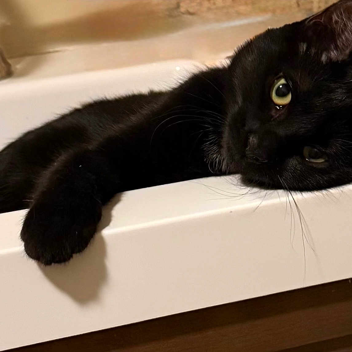 Sharpie is registered to the contest to win money with this photo: animal, bathroom, black_cat, cat, closeup, cute, domestic, eyes, feline, fur, household, indoor, mammal, paw, pet, portrait, relaxed, resting, sink, whiskers