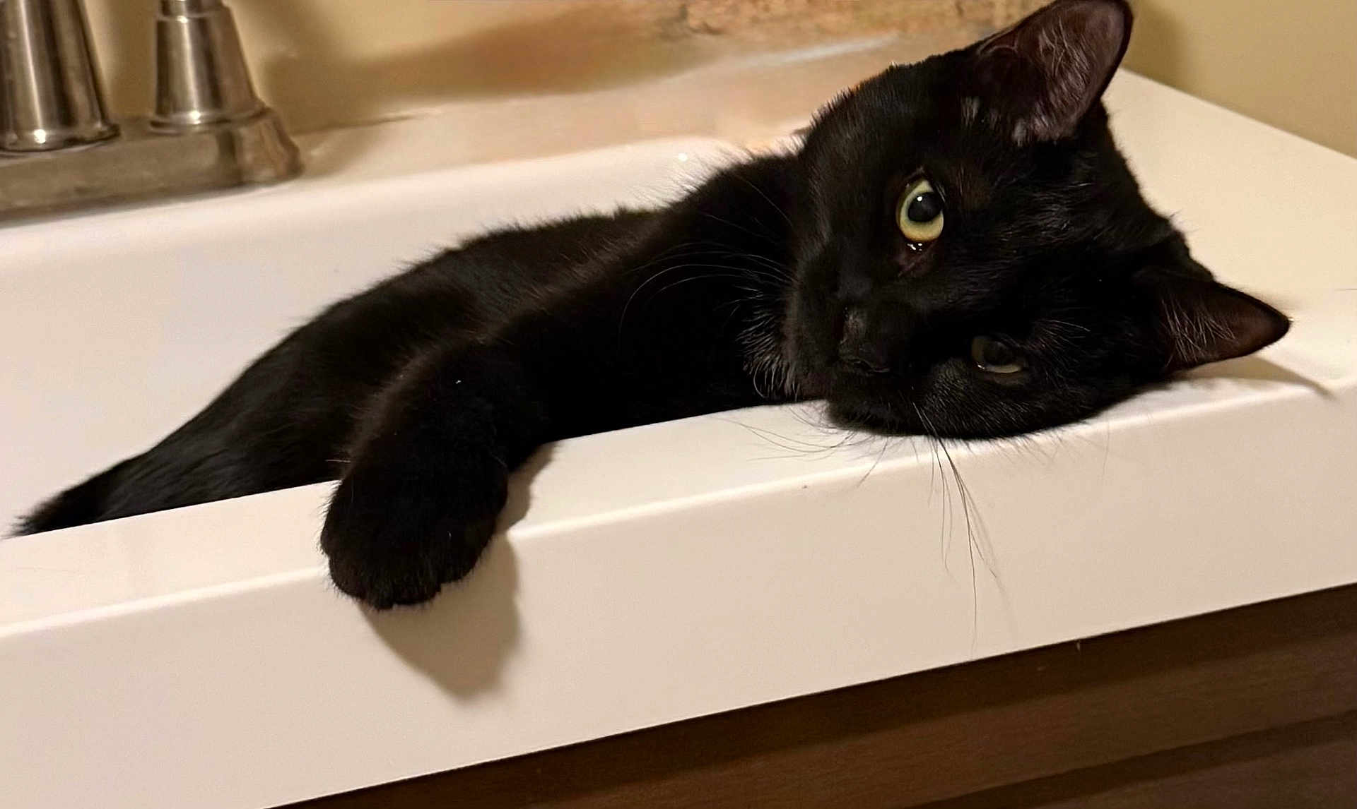 Sharpie is registered to the contest to win money with this photo: animal, bathroom, black_cat, cat, closeup, cute, domestic, eyes, feline, fur, household, indoor, mammal, paw, pet, portrait, relaxed, resting, sink, whiskers