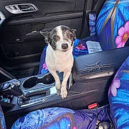Princess joined the competition — help win amazing prizes! dog, car_interior, center_console, seat_cover, flower_pattern, butterfly_pattern, black_and_white_dog, small_dog, car_door, car_seat, armrest, car_keys, cup_holder, gear_shift, pet, vehicle, interior, curious, looking_at_camera, colorful