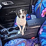 armrest, black_and_white_dog, butterfly_pattern, car_door, car_interior, car_keys, car_seat, center_console, colorful, cup_holder, curious, dog, flower_pattern, gear_shift, interior, looking_at_camera, pet, seat_cover, small_dog, vehicle