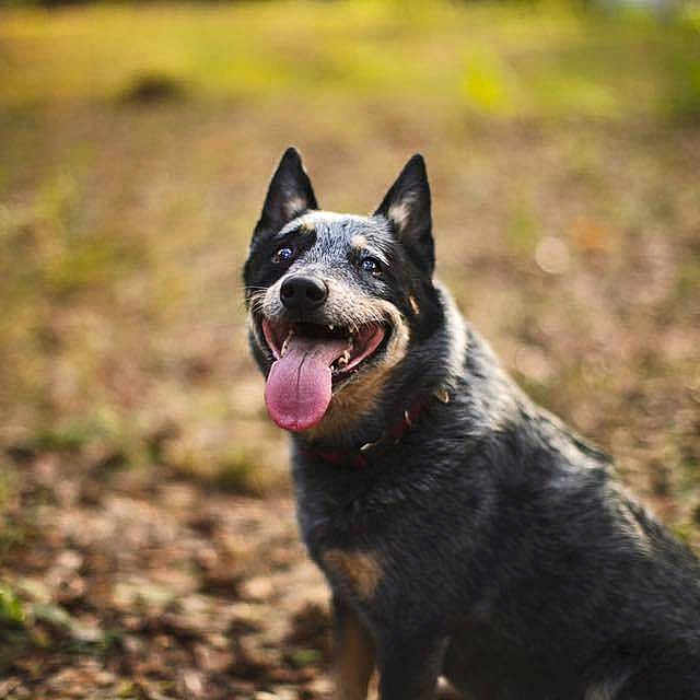 Pepper