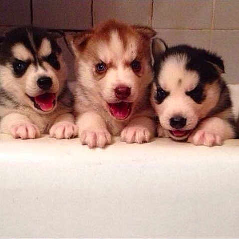 Puppies joined the competition — help win amazing prizes!