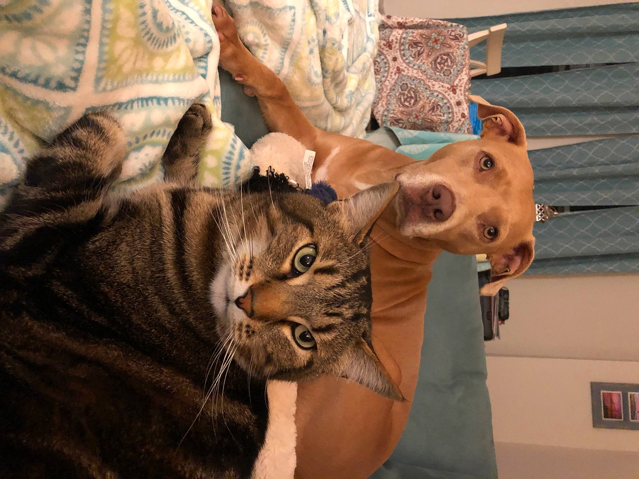 Lacey joined the competition — help win amazing prizes! carnivore, cat, comfort, domestic_short_haired_cat, ear, fawn, felidae, fur, military_camouflage, pattern, small_to_medium_sized_cats, snout, whiskers