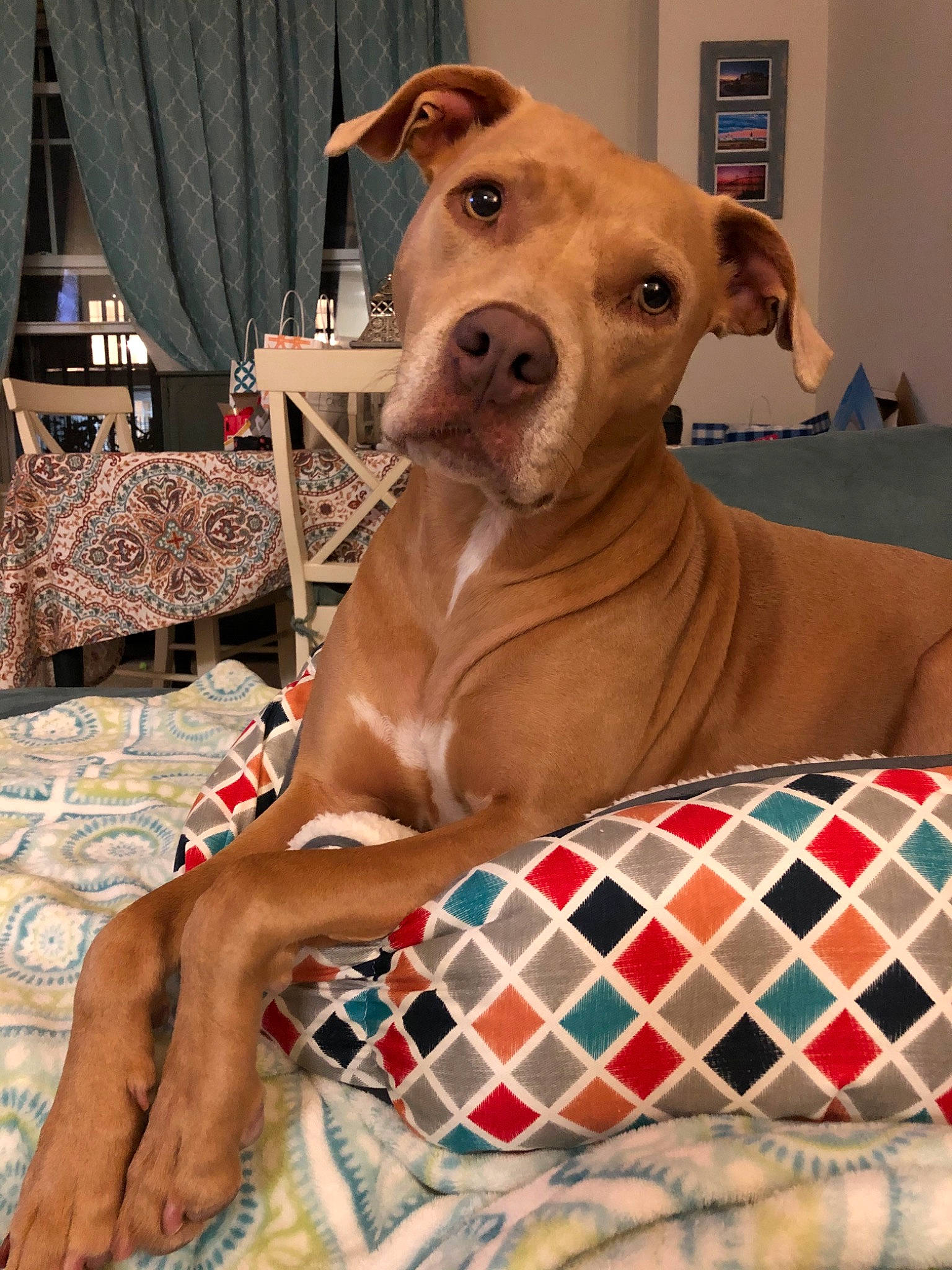 Lacey is registered to the contest to win money with this photo: canidae, carnivore, collar, comfort, companion_dog, curtain, dog, dog_breed, dog_collar, dog_supply, fawn, linens, liver, pattern, pet_supply, snout, sporting_group, terrestrial_animal, whiskers, working_animal