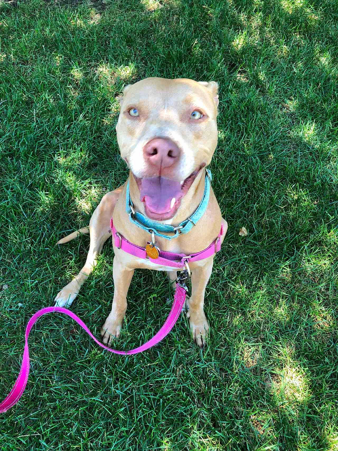 Lacey is registered to the contest to win money with this photo: canidae, carnivore, collar, companion_dog, dog, dog_breed, dog_collar, dog_supply, fashion_accessory, fawn, grass, leash, liver, pet_supply, pink, snout, sporting_group, tail, toy, working_animal